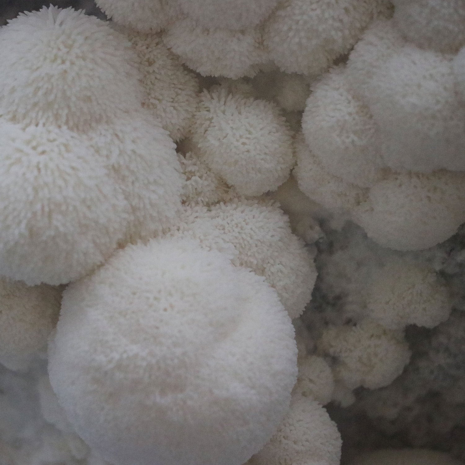 Lion's Mane Mushroom Liquid Culture Syringe