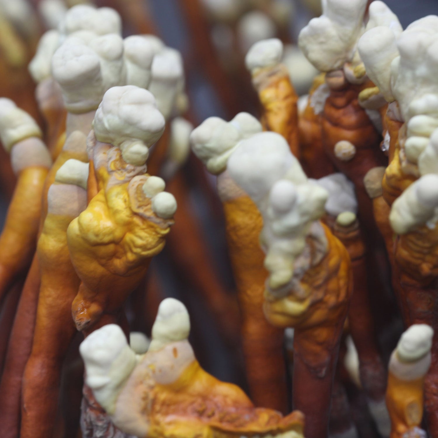 Reishi Mushroom Liquid Culture Syringe