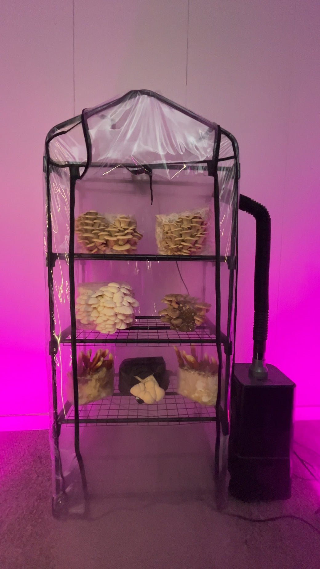 ShroomRoom Automated Mushroom Tent Bundle – Shroomhouse