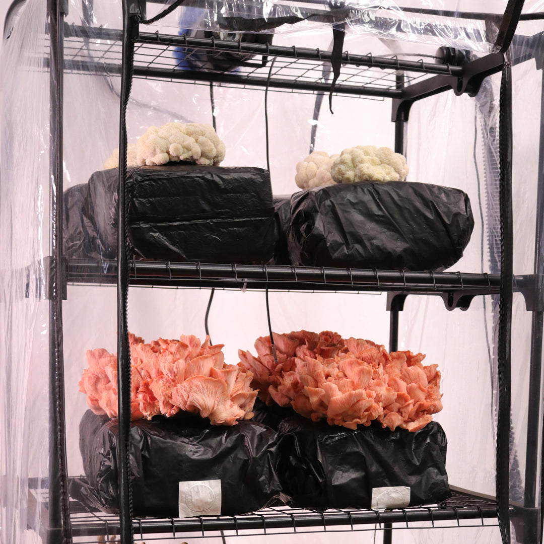 Mushroom Grow Tent Starter Kit – Shroomhouse