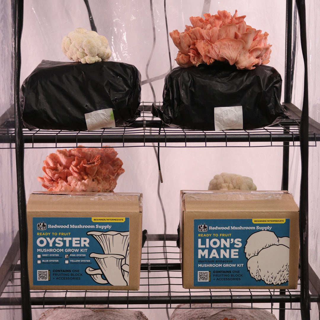 Mushroom Grow Tent Starter Kit – Shroomhouse