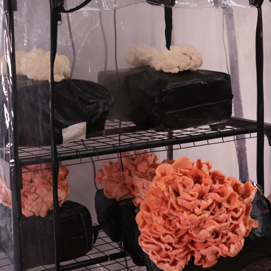 Mushroom Grow Tent Starter Kit – Shroomhouse