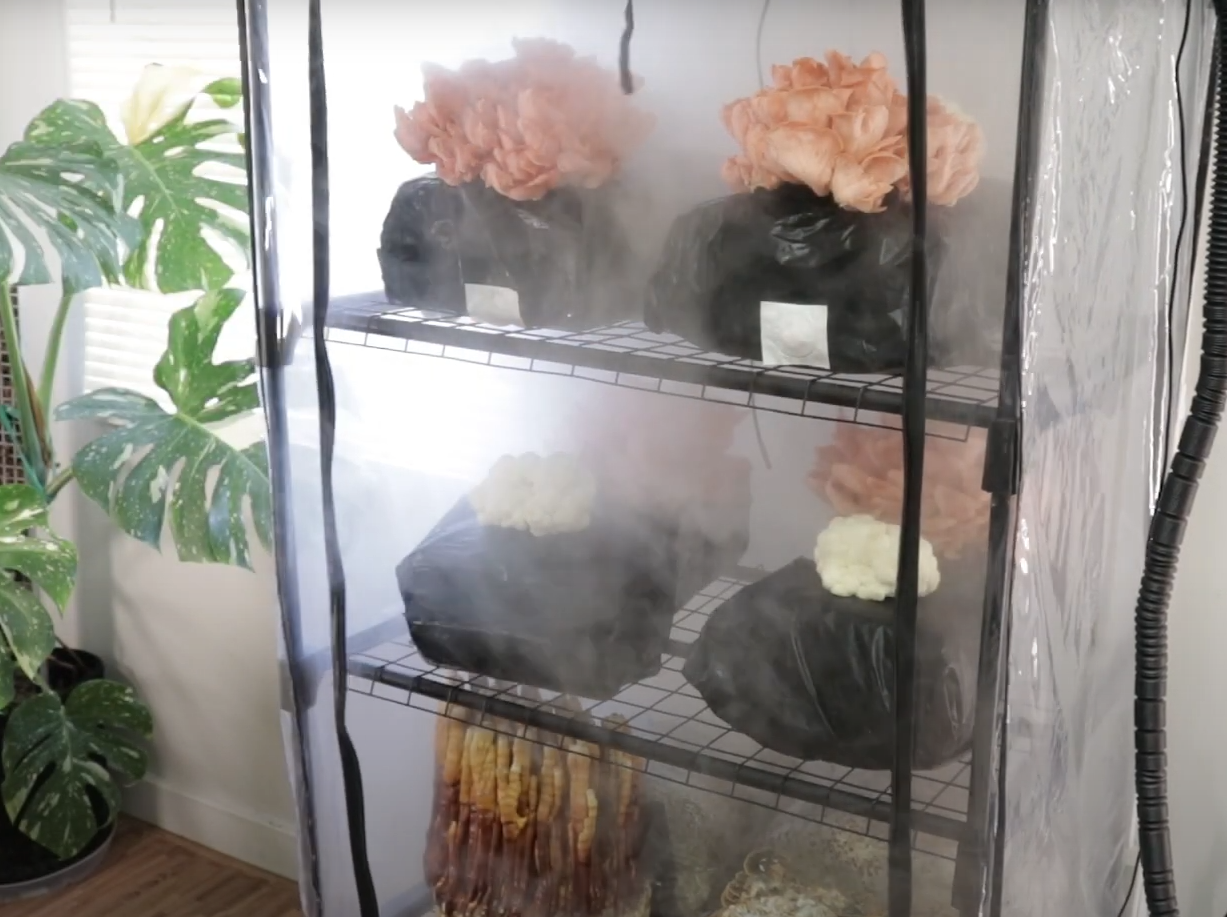 ShroomRoom Automated Mushroom Tent Bundle – Shroomhouse