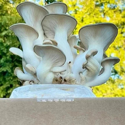 6/26 Mushroom Cultivation Workshop at Wolfe Heights