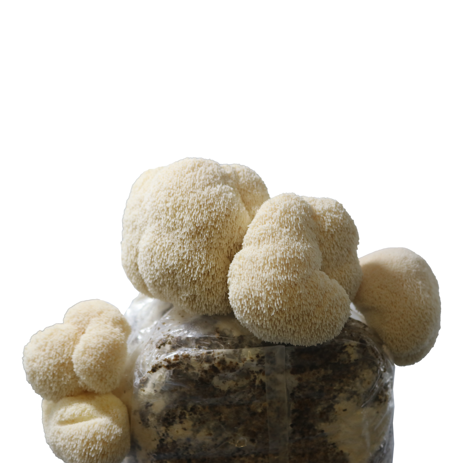 Lion's Mane Plate Culture