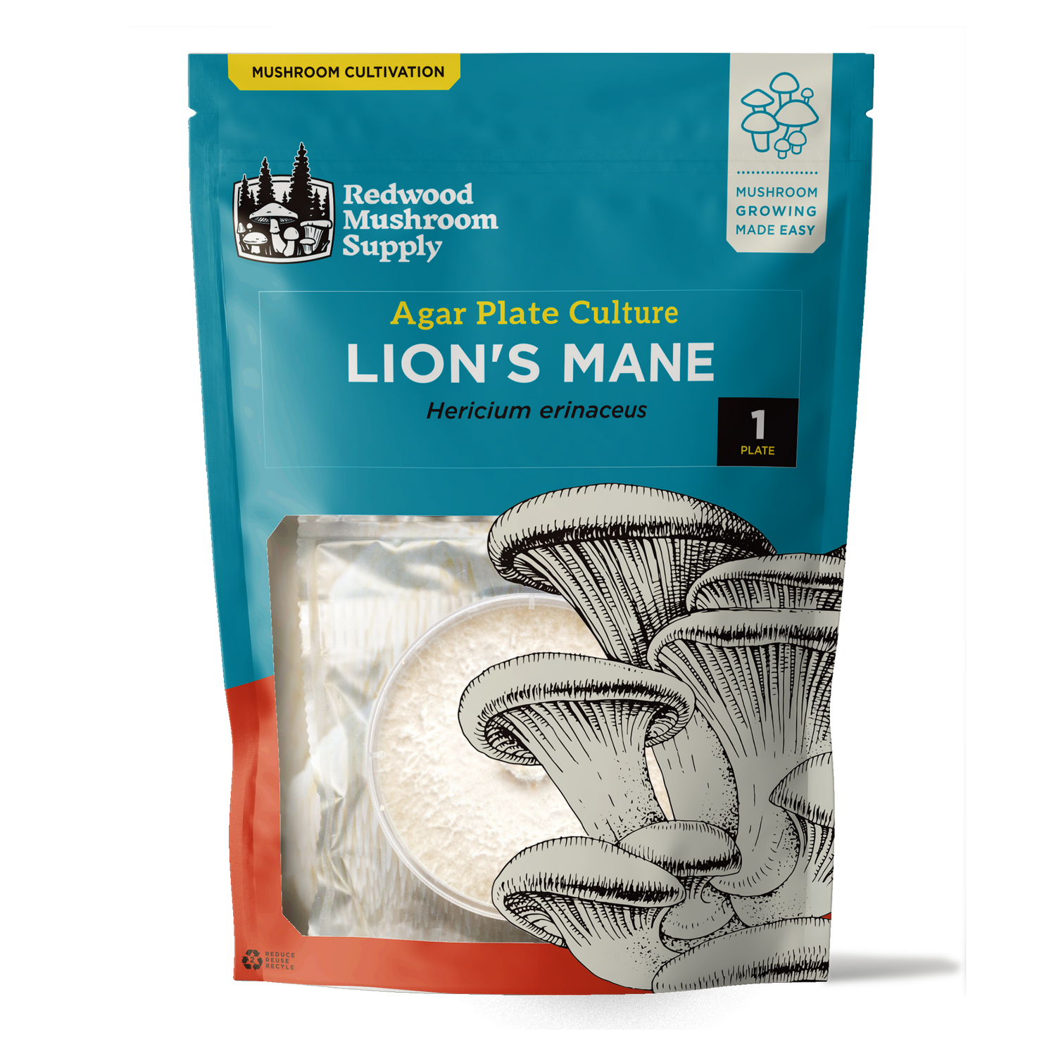 Lion's Mane Plate Culture