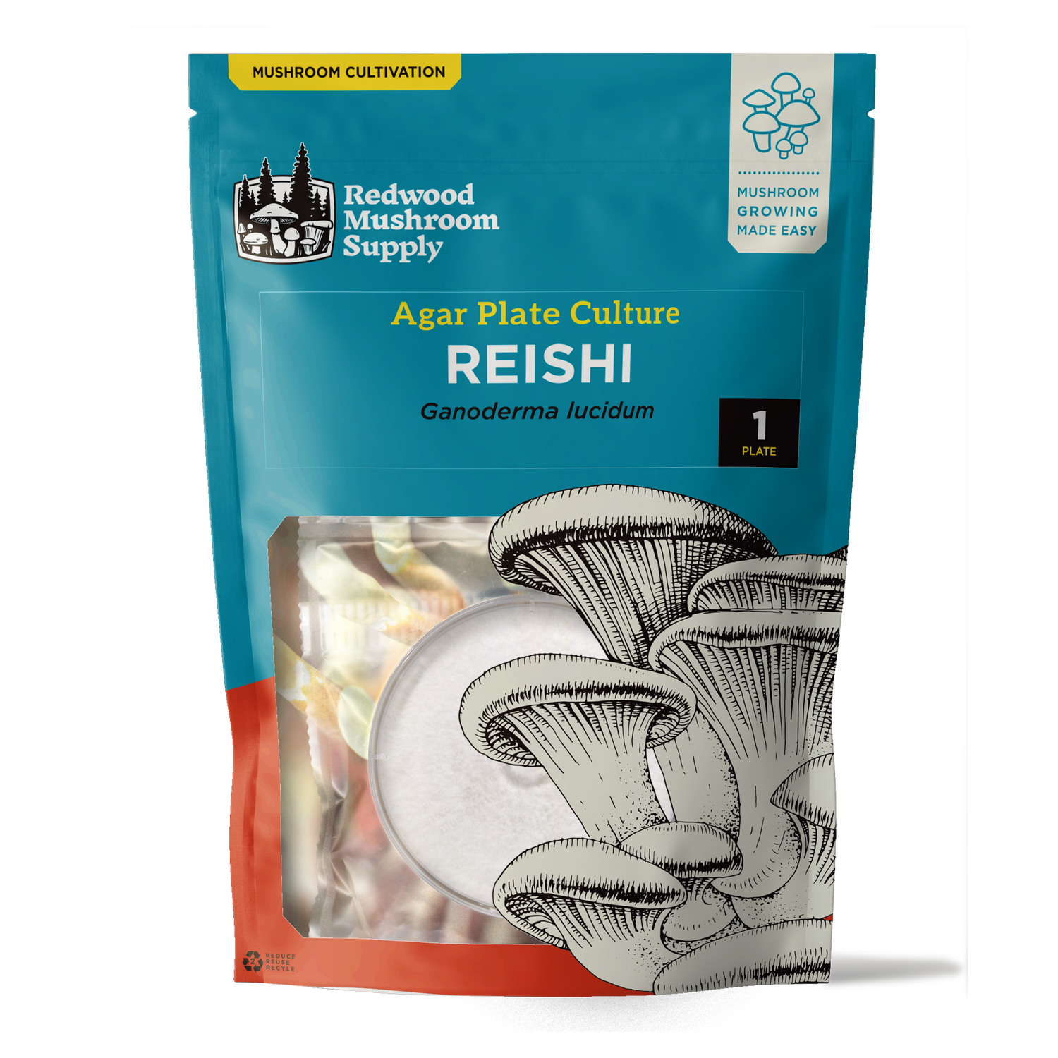 Reishi Plate Culture